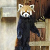 Gấu trúc đỏ Futa ở vườn thú Chiba tròn 20 tuổi